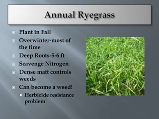    Plant in Fall
   Overwinter-most of
    the time
   Deep Roots-5-6 ft
   Scavenge Nitrogen
   Dense matt controls
    weeds
   Can become a weed!
       Herbicide resistance
        problem
 