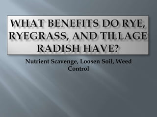 Nutrient Scavenge, Loosen Soil, Weed
              Control
 