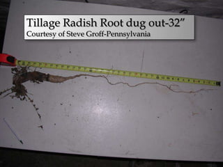 Tillage Radish Root dug out-32”
Courtesy of Steve Groff-Pennsylvania
 