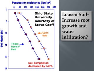 Ohio State      Loosen Soil-
              University
              Courtesy of     Increase root
              Steve Groff     growth and
                   Open       water
                   field
                              infiltration?
Tillage
Radish®
field




          Soil compaction
          decreased by >40%
 