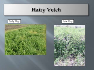 Early May   Late May
 