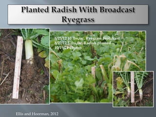 8/25/12 10 lbs./ac. Ryegrass broadcast
                    8/27/12 5 lbs./ac. Radish planted
                    10/19/21 Photos




Ellis and Hoorman, 2012
 