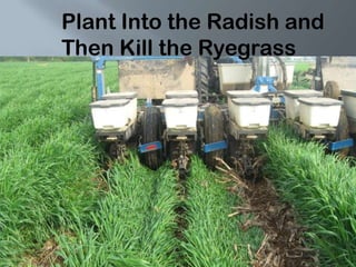 Plant Into the Radish and
Then Kill the Ryegrass
 