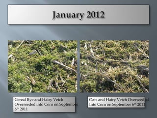 Cereal Rye and Hairy Vetch          Oats and Hairy Vetch Overseeded
Overseeded into Corn on September   Into Corn on September 6th 2011
6th 2011
 