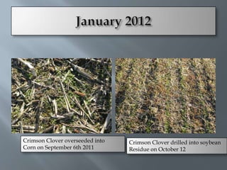 Crimson Clover overseeded into   Crimson Clover drilled into soybean
Corn on September 6th 2011       Residue on October 12
 