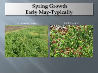1200-1500 lbs/acre   2,000 lbs/acre
 