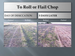 DAY OF DESICCATION    5 DAYS LATER
  Flailed    Rolled     Rolled       Flailed
 