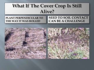 PLANT PERPENDICULAR TO   SEED TO SOIL CONTACT
THE WAY IT WAS ROLLED    CAN BE A CHALLENGE
 