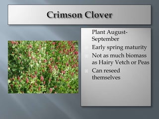    Plant August-
    September
   Early spring maturity
   Not as much biomass
    as Hairy Vetch or Peas
   Can reseed
    themselves
 