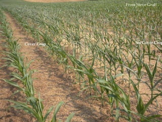 From Steve Groff




Cover Crop       No Cover Crop
 