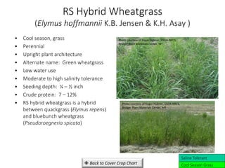 RS Hybrid Wheatgrass
(Elymus hoffmannii K.B. Jensen & K.H. Asay )
• Cool season, grass
• Perennial
• Upright plant architecture
• Alternate name: Green wheatgrass
• Low water use
• Moderate to high salinity tolerance
• Seeding depth: ¼ – ½ inch
• Crude protein: 7 – 12%
• RS hybrid wheatgrass is a hybrid
between quackgrass (Elymus repens)
and bluebunch wheatgrass
(Pseudoroegneria spicata)
Cool Season Grass
Saline Tolerant
 Back to Cover Crop Chart
Photo courtesy of Roger Hybner, USDA-NRCS,
Bridger Plant Materials Center, MT
Photo courtesy of Roger Hybner, USDA-NRCS,
Bridger Plant Materials Center, MT
 