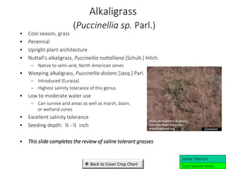 Alkaligrass
(Puccinellia sp. Parl.)
• Cool season, grass
• Perennial
• Upright plant architecture
• Nuttall’s alkaligrass, Puccinellia nuttalliana [Schult.] Hitch.
– Native to semi-arid, North American zones
• Weeping alkaligrass, Puccinellia distans [Jacq.] Parl.
– Introduced [Eurasia]
– Highest salinity tolerance of this genus
• Low to moderate water use
– Can survive arid areas as well as marsh, basin,
or wetland zones
• Excellent salinity tolerance
• Seeding depth: ¼ - ½ inch
• This slide completes the review of saline tolerant grasses
Cool Season Grass
Saline Tolerant
Photo by Howard F. Schwartz,
Colorado State University,
www.Bugwood.org
 Back to Cover Crop Chart
 