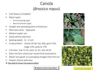 Canola
(Brassica napus)
• Cool Season, broadleaf
• Major types:
– Annual (spring-type)
– Biennial (winter-type)
• Upright and spreading plant architecture
• Alternate name: Rapeseed
• Medium water use
• Good salinity tolerance
• Seeding depth: ¼ – 1 inch
• Crude protein: shoots 20-30, hay 16%, grain 21%,
silage 12%, pasture 17%
• C:N ratio: leaf 12-16, stem 21-37, root 24-43
• Does not form arbuscular mycorrhizal associations
• Rated ‘very good’ at scavenging nitrogen from the soil
• Flowers attract pollinator
 View table for known crop sequence effects
USDA-ARS, NGPRL
Cool Season Broadleaf
Photo by Howard F. Schwartz,
Colorado State University, www.Bugwood.org
Photo by Rebekah D. Wallace
University of Georgia, Bugwood.org
 Back to Cover Crop Chart
 