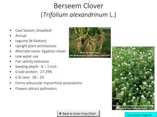 Berseem Clover
(Trifolium alexandrinum L.)
• Cool Season, broadleaf
• Annual
• Legume (N-fixation)
• Upright plant architecture
• Alternate name: Egyptian clover
• Low water use
• Fair salinity tolerance
• Seeding depth: ¼ – 1 inch
• Crude protein: 27-29%
• C:N ratio: 18 – 23
• Forms arbuscular mycorrhizal associations
• Flowers attract pollinators
Cool Season Legume
Photo by Chuck Ingels
ww.sarep.ucdavis.edu/database/covercrops
 Back to Cover Crop Chart
Photo by Annie Young-Mathews, USDA-NRCS
Corvallis Plant Materials Center
 