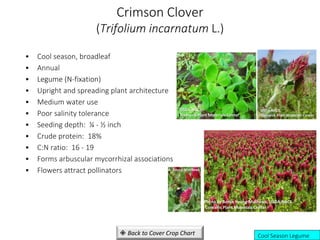 Crimson Clover
(Trifolium incarnatum L.)
• Cool season, broadleaf
• Annual
• Legume (N-fixation)
• Upright and spreading plant architecture
• Medium water use
• Poor salinity tolerance
• Seeding depth: ¼ - ½ inch
• Crude protein: 18%
• C:N ratio: 16 - 19
• Forms arbuscular mycorrhizal associations
• Flowers attract pollinators
Cool Season Legume
USDA-NRCS,
Bismarck Plant Materials Center
USDA-NRCS,
Bismarck Plant Materials Center
 Back to Cover Crop Chart
Photo by Annie Young-Mathews, USDA-NRCS
Corvallis Plant Materials Center
A. Young-Mathews
 