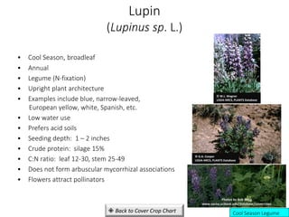Lupin
(Lupinus sp. L.)
• Cool Season, broadleaf
• Annual
• Legume (N-fixation)
• Upright plant architecture
• Examples include blue, narrow-leaved,
European yellow, white, Spanish, etc.
• Low water use
• Prefers acid soils
• Seeding depth: 1 – 2 inches
• Crude protein: silage 15%
• C:N ratio: leaf 12-30, stem 25-49
• Does not form arbuscular mycorrhizal associations
• Flowers attract pollinators
Cool Season Legume
Photos by Bob Bugg
www.sarep.ucdavis.edu/database/covercrops
© G.A. Cooper
USDA-NRCS, PLANTS Database
© W.L. Wagner
USDA-NRCS, PLANTS Database
 Back to Cover Crop Chart
 