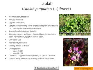 Lablab
(Lablab purpureus (L.) Sweet)
• Warm Season, broadleaf
• Annual, Perennial
• Legume (N-fixation)
• Upright and spreading (vine) or prostrate plant architecture
– Planting date determines growth habit
• Formerly called Dolichos lablab L.
• Alternate names: Val bean, , hyacinthbean, Indian butter
bean, helmet bean, Egyptian kidney bean,
• Low water use
• Poor salinity tolerance
• Seeding depth: 1-4 inch
• Crude protein:
– leaves 21-38%
– seeds 20-28%
• C:N ratio: 17 (green manure/Brazil); 34 (North Carolina)
• Doesn’t easily form arbuscular mycorrhizal associations
Warm Season Legume
 Back to Cover Crop Chart
Photo courtesy of Christopher Sheahan, USDA-NRCS,
Cape May Plant Materials Center, NJ
Photo Courtesy of Jeff McMillian,
Hosted by the USDA-NRCS Plants Database
 