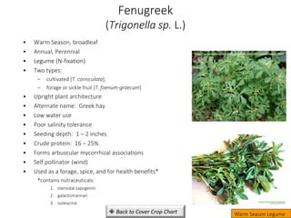 Fenugreek
(Trigonella sp. L.)
• Warm Season, broadleaf
• Annual, Perennial
• Legume (N-fixation)
• Two types:
– cultivated [T. corniculata];
– forage or sickle fruit [T. foenum-graecum]
• Upright plant architecture
• Alternate name: Greek hay
• Low water use
• Poor salinity tolerance
• Seeding depth: 1 – 2 inches
• Crude protein: 16 – 25%
• Forms arbuscular mycorrhizal associations
• Self pollinator (wind)
• Used as a forage, spice, and for health benefits*
*contains nutraceuticals:
1. steroidal sapogenin
2. galactomannan
3. isoleucine
Warm Season Legume
http://whereplantsrule.blogspot.com/2011/01/sweet-sweat.html
 Back to Cover Crop Chart
 