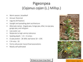 Pigeonpea
(Cajanus cajan (L.) Millsp.)
• Warm season, broadleaf
• Annual, Perennial
• Legume (N-fixation)
• Upright and spreading plant architecture
• Alternate names: Angola pea, Congo pea, dhal, no-eye pea,
gungo pea, and red gram
• Low water use
• Moderate to high salinity tolerance
• Seeding depth: 1 ½ – 4 inches
• Crude protein: 28-36%; leaf alone 10 – 15%
• C:N ratio: 20
• Forms arbuscular mycorrhizal associations
• Mostly self-pollinated
Warm Season Legume
Photo by Forest & Kim Starr
Wikimedia.com
www.prota4u.org
 Back to Cover Crop Chart
 