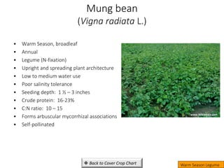 Mung bean
(Vigna radiata L.)
• Warm Season, broadleaf
• Annual
• Legume (N-fixation)
• Upright and spreading plant architecture
• Low to medium water use
• Poor salinity tolerance
• Seeding depth: 1 ½ – 3 inches
• Crude protein: 16-23%
• C:N ratio: 10 – 15
• Forms arbuscular mycorrhizal associations
• Self-pollinated
Warm Season Legume
www.Wikipedia.com
 Back to Cover Crop Chart
 