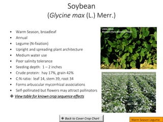 Soybean
(Glycine max (L.) Merr.)
• Warm Season, broadleaf
• Annual
• Legume (N-fixation)
• Upright and spreading plant architecture
• Medium water use
• Poor salinity tolerance
• Seeding depth: 1 – 2 inches
• Crude protein: hay 17%, grain 42%
• C:N ratio: leaf 14, stem 39, root 34
• Forms arbuscular mycorrhizal associations
• Self-pollinated but flowers may attract pollinators
 View table for known crop sequence effects
Photo by Todd Martin (MSU-KBS)
Photo by Todd Martin (MSU-KBS), www.mccc.msu.edu
Warm Season Legume
USDA-NRCS,
Bismarck Plant Materials Center
 Back to Cover Crop Chart
 