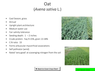 Oat
(Avena sativa L.)
• Cool Season, grass
• Annual
• Upright plant architecture
• Medium water use
• Fair salinity tolerance
• Seeding depth: 1 – 2 inches
• Crude protein: hay 9-15%, grain 13-18%
• C:N ratio: 33
• Forms arbuscular mycorrhizal associations
• Self pollinator (wind)
• Rated ‘very good’ at scavenging nitrogen from the soil
USDA-NRCS, Bismarck Plant Materials Center
Photo by Todd Martin
www.mccc.msu.edu
Cool Season Grass
 Back to Cover Crop Chart
 