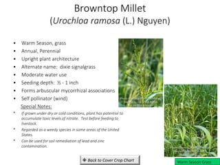 Browntop Millet
(Urochloa ramosa (L.) Nguyen)
• Warm Season, grass
• Annual, Perennial
• Upright plant architecture
• Alternate name: dixie signalgrass
• Moderate water use
• Seeding depth: ½ - 1 inch
• Forms arbuscular mycorrhizal associations
• Self pollinator (wind)
Special Notes:
* If grown under dry or cold conditions, plant has potential to
accumulate toxic levels of nitrate. Test before feeding to
livestock.
* Regarded as a weedy species in some areas of the United
States.
* Can be used for soil remediation of lead and zinc
contamination.
Warm Season Grass
 Back to Cover Crop Chart
Photo Courtesy of Jeff McMillian,
Hosted by the USDA-NRCS,
PLANTS Database
Photo Courtesy of Jeff McMillian,
Hosted by the USDA-NRCS,
PLANTS Database
 