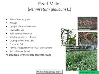 • Warm Season, grass
• Annual
• Upright plant architecture
• Low water use
• Poor salinity tolerance
• Seeding depth: ½ – 1 inch
• Crude protein: hay 13%
• C:N ratio: 50
• Forms arbuscular mycorrhizal associations
• Self pollinator (wind)
 View table for known crop sequence effects
Pearl Millet
(Pennisetum glaucum L.)
Warm Season Grass
Photo by Jeffrey Wilson
USDA Agricultural Research Service, www.Bugwood.org
Photo by Anne Verhallen
www.mccc.msu.edu
Photo by Anne Verhallen
www.mccc.msu.edu
Photo by Anne Verhallen
www.mccc.msu.edu
 Back to Cover Crop Chart
 