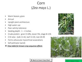Corn
(Zea mays L.)
• Warm Season, grass
• Annual
• Upright plant architecture
• High water use
• Poor salinity tolerance
• Seeding depth: 1 – 2 inches
• Crude protein: grain 9-10%, stover 5%, silage 8-11%
• C:N ratio: stalk 11-65, leaf 13-20, root 20-49
• Forms arbuscular mycorrhizal associations
• Self pollinator (wind)
 View table for known crop sequence effects
USDA-ARS, NGPRL
Photo by Szilvia Hosser-Cox
www.mccc.msu.edu
Warm Season Grass
 Back to Cover Crop Chart
 