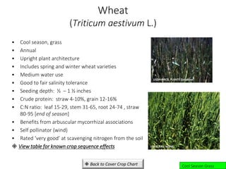Wheat
(Triticum aestivum L.)
• Cool season, grass
• Annual
• Upright plant architecture
• Includes spring and winter wheat varieties
• Medium water use
• Good to fair salinity tolerance
• Seeding depth: ½ – 1 ½ inches
• Crude protein: straw 4-10%, grain 12-16%
• C:N ratio: leaf 15-29, stem 31-65, root 24-74 , straw
80-95 [end of season]
• Benefits from arbuscular mycorrhizal associations
• Self pollinator (wind)
• Rated ‘very good’ at scavenging nitrogen from the soil
 View table for known crop sequence effects
USDA-NRCS, PLANTS Database
USDA-ARS, NGPRL
Cool Season Grass
 Back to Cover Crop Chart
 