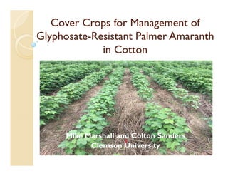 Cover Crops for Management of
Glyphosate-Resistant Palmer Amaranth
in Cotton
Mike Marshall and Colton Sanders
Clemson University
 