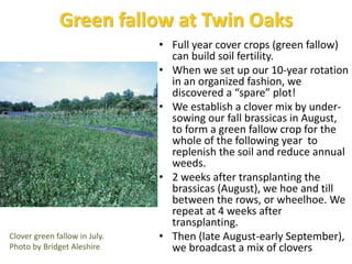 Green fallow at Twin Oaks
• Full year cover crops (green
fallow) can build soil fertility.
• We discovered a “spare” plot!...