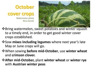 Austrian Winter Peas in our rotation
Latefinishingcrops
winter squash,
melons, sweet
potatoes,
tomatoes,
peppers,
middle s...