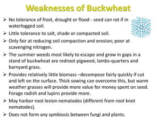 More about Buckwheat
Use to prepare land for perennials or to bring
neglected land back into production.
• Till the field,...