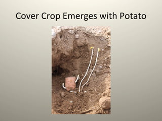 Cover	
  Crop	
  Emerges	
  with	
  Potato	
  
 