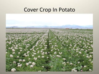 Cover	
  Crop	
  In	
  Potato	
  
 