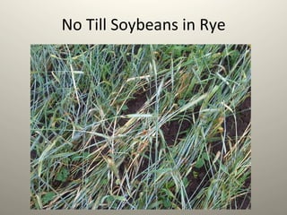 No	
  Till	
  Soybeans	
  in	
  Rye	
  
 