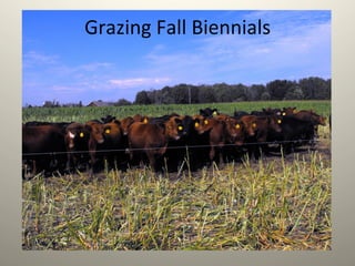 Grazing	
  Fall	
  Biennials	
  
 