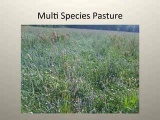 Mul1	
  Species	
  Pasture	
  
 