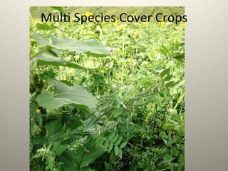 Mul1	
  Species	
  Cover	
  Crops	
  
 