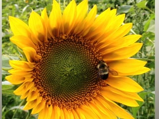 Cover crops in potato production slideshow