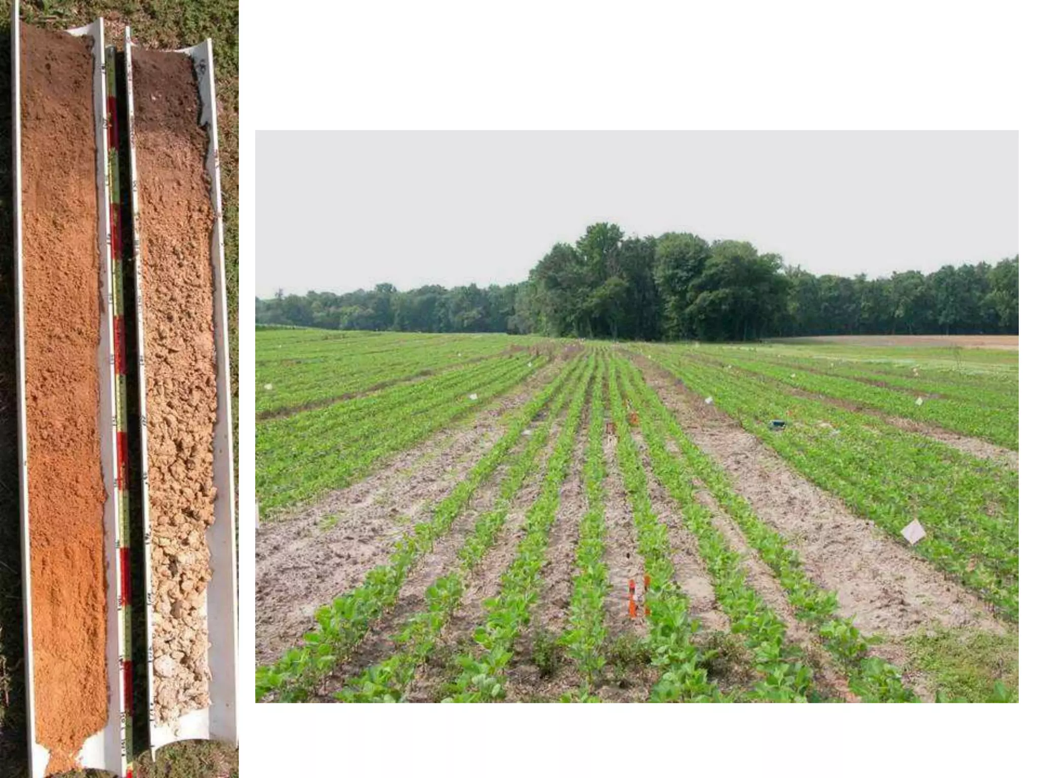 Cover crops & soil compaction