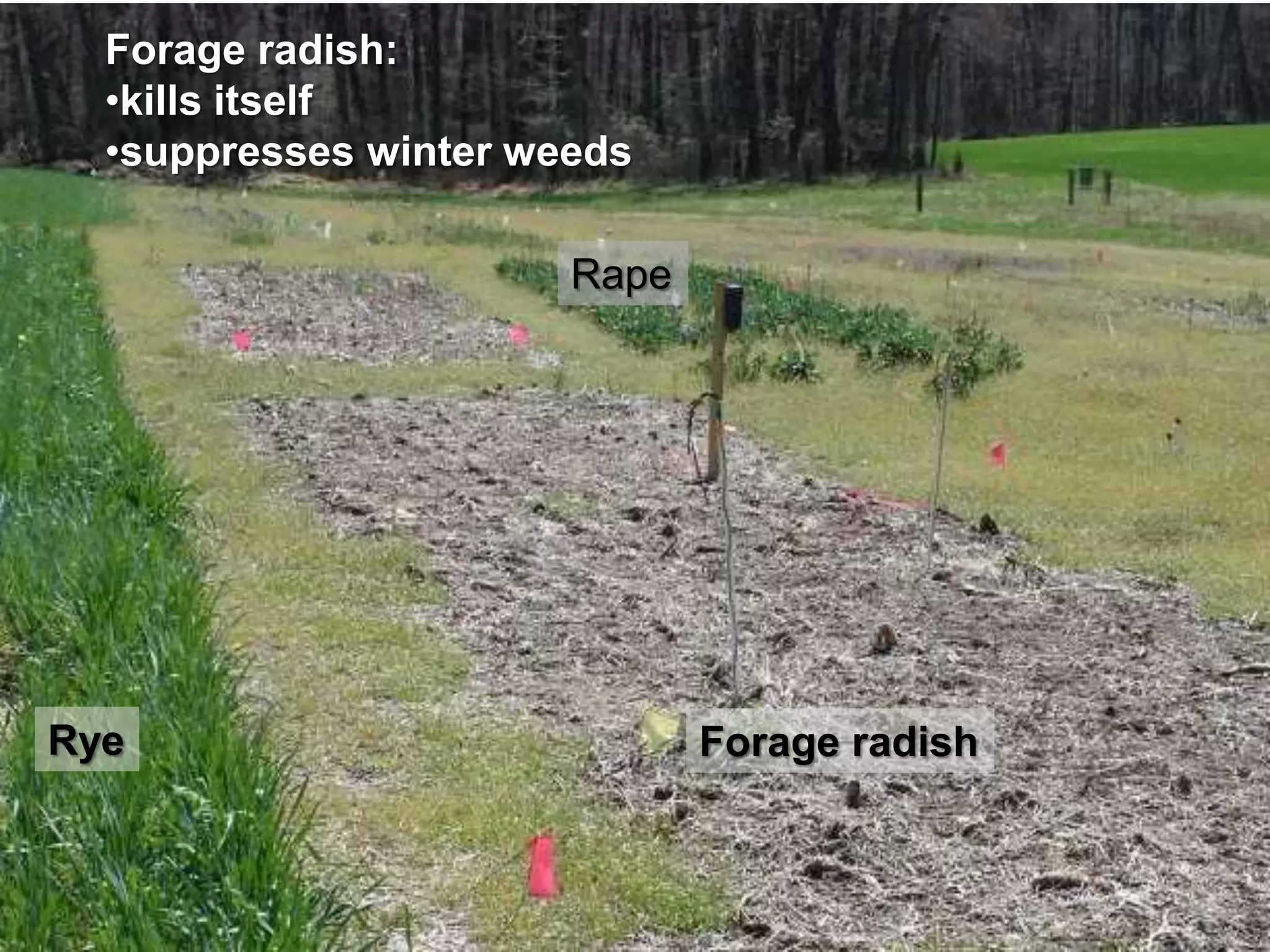 Cover crops & soil compaction