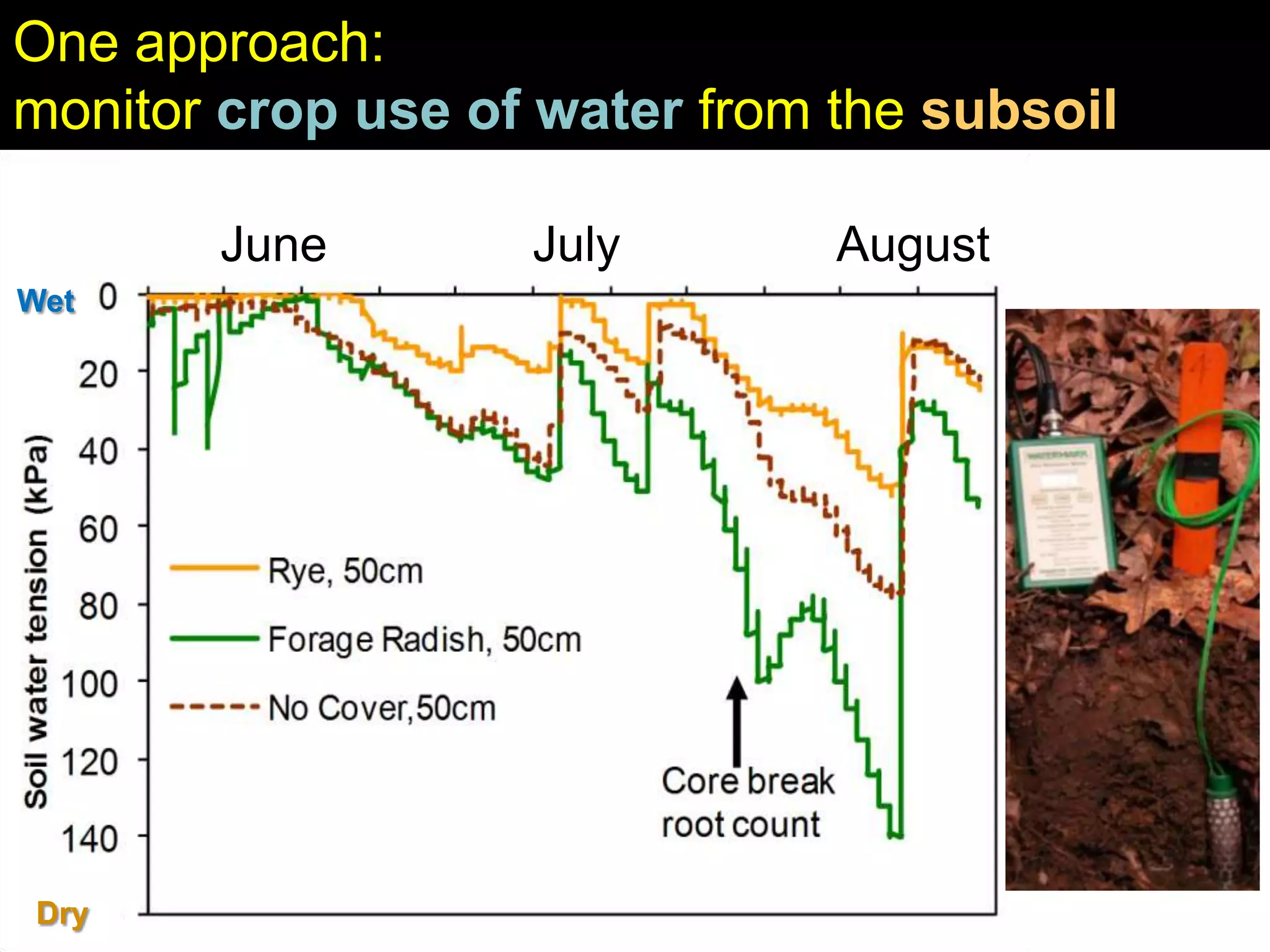 Cover crops & soil compaction