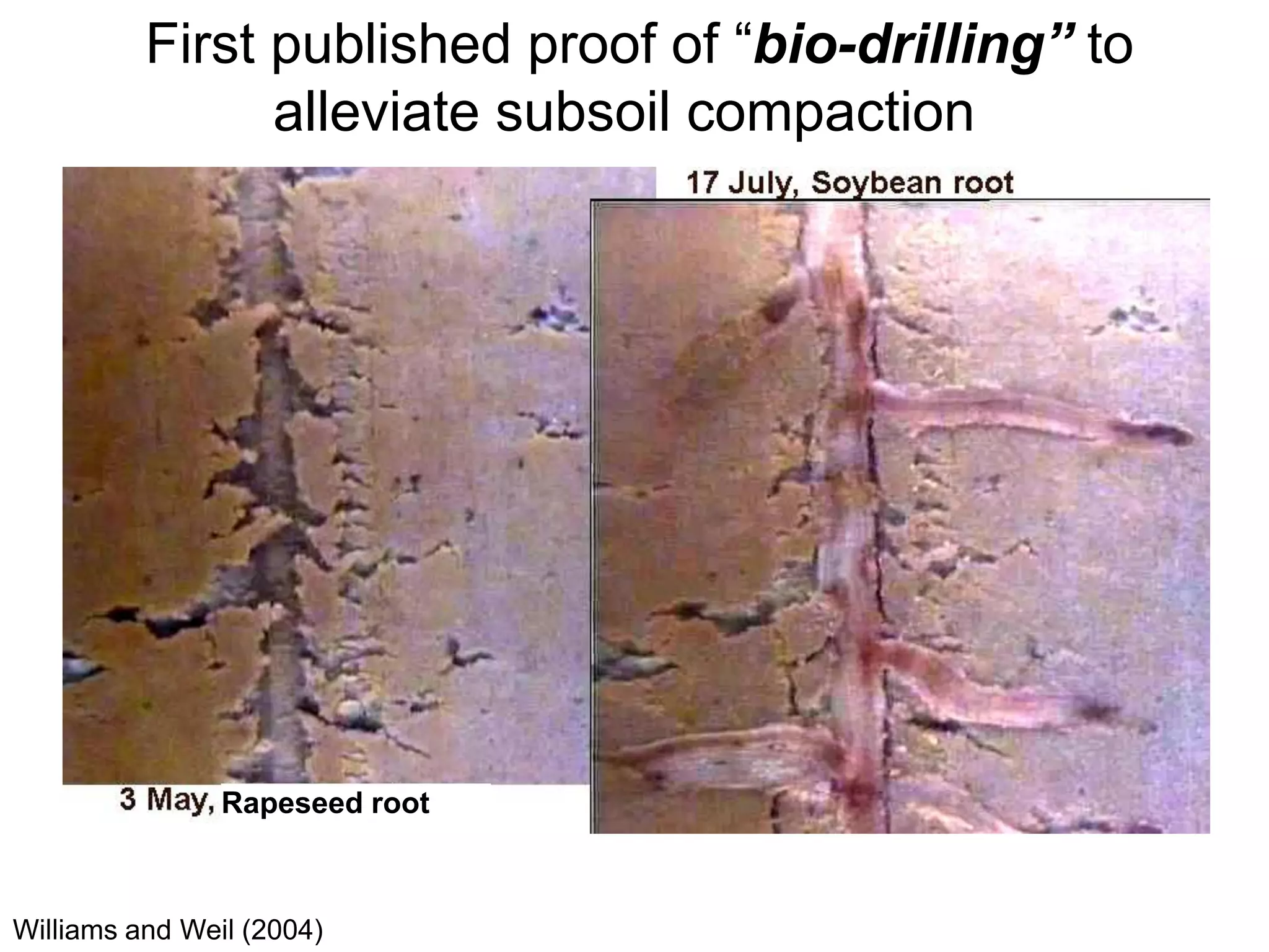Cover crops & soil compaction