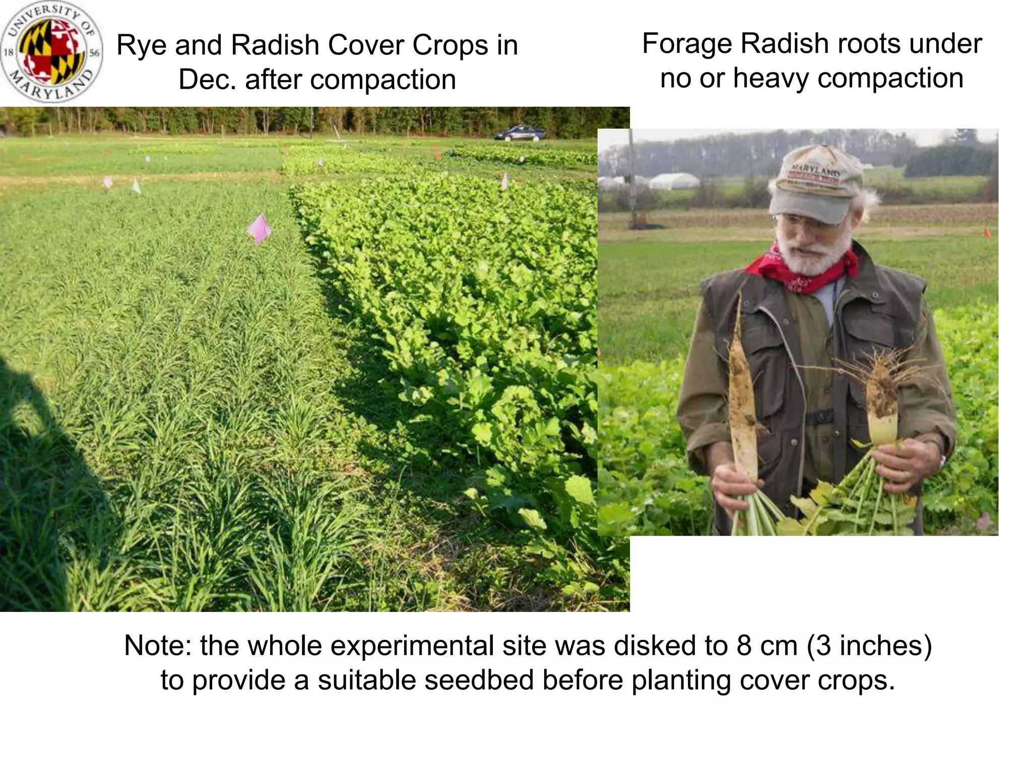 Cover crops & soil compaction