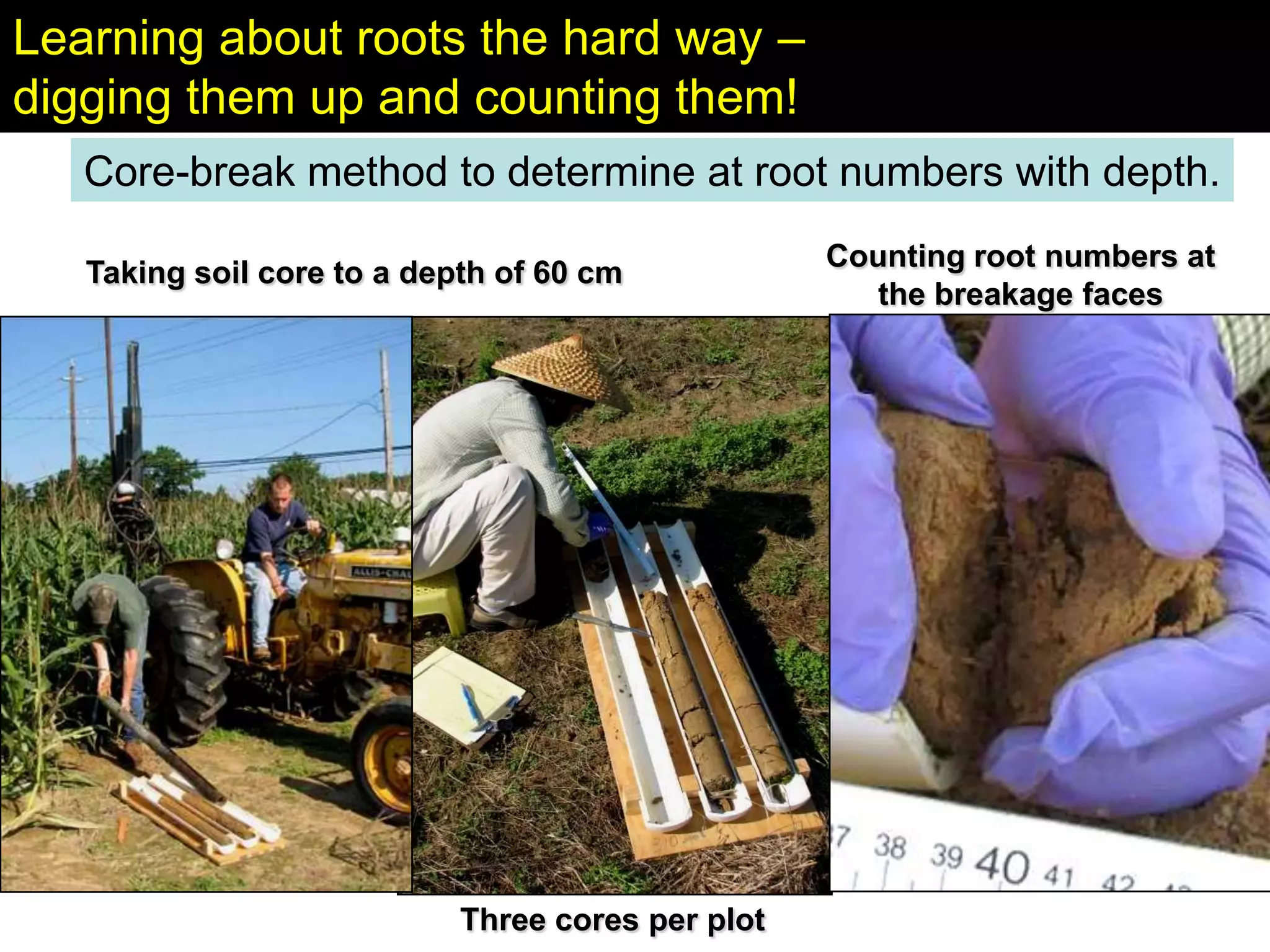 Cover crops & soil compaction