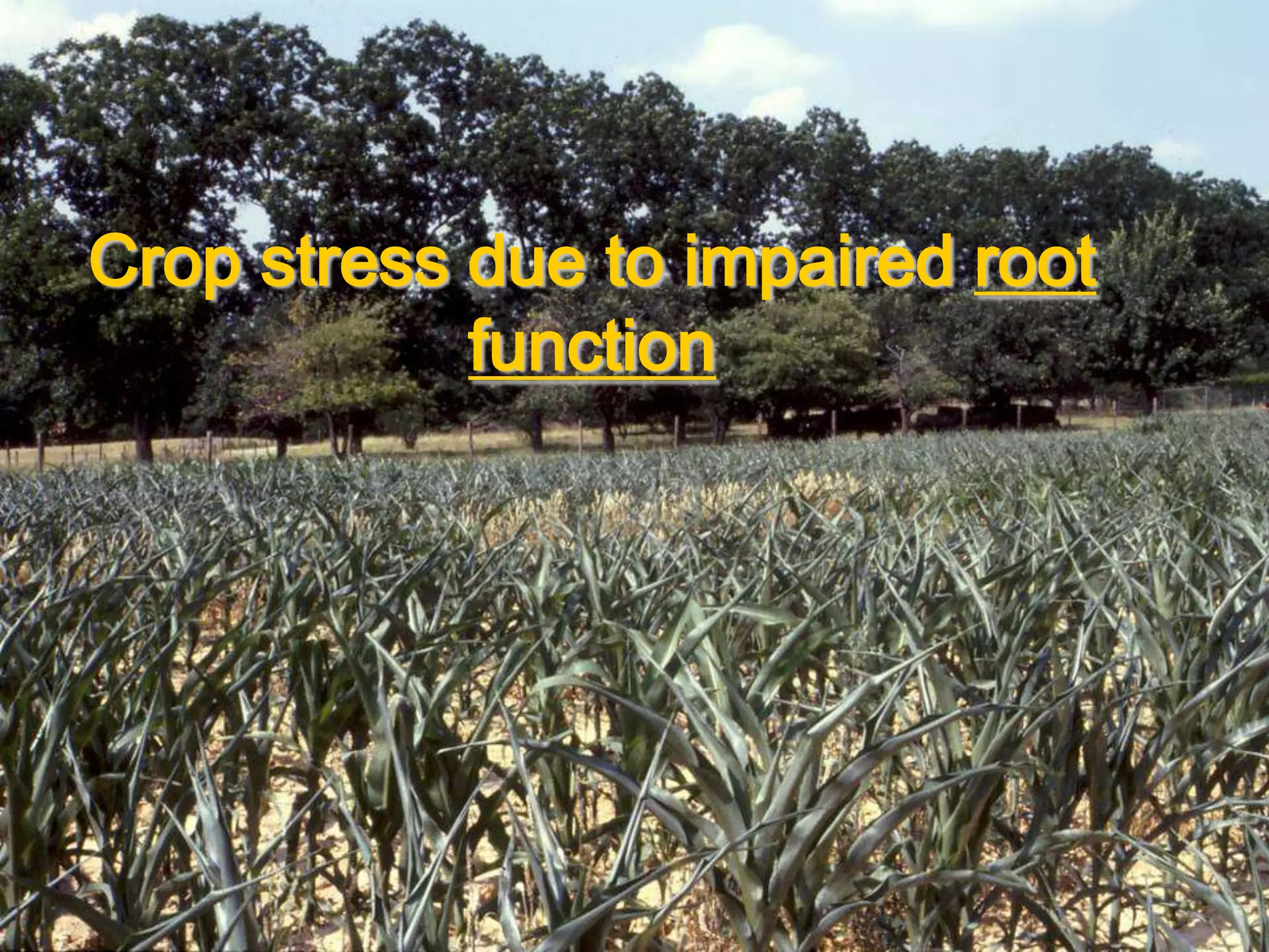 Cover crops & soil compaction