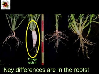 Forage
         radish


Key differences are in the roots!
 