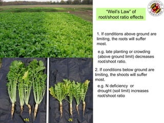 “Weil’s Law” of
           root/shoot ratio effects


          1. If conditions above ground are
          limiting, the roots will suffer
          most.
           e.g. late planting or crowding
           (above ground limit) decreases
           root/shoot ratio.

          2. If conditions below ground are
          limiting, the shoots will suffer
          most.
           e.g. N deficiency or
           drought (soil limit) increases
           root/shoot ratio




+N   -N
 